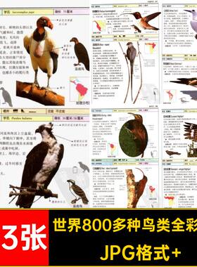 鸟类全彩参考绘画多种图片素材电子版世界413张图鉴高清图片素