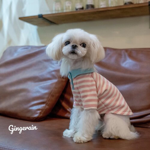 布桃子的梦想纯棉POLO衫小型犬