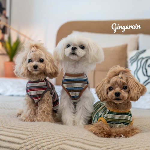 GINGERAIN 小型犬衣服泰迪马尔济斯马尔泰纯棉华夫格条纹背心 - 封面