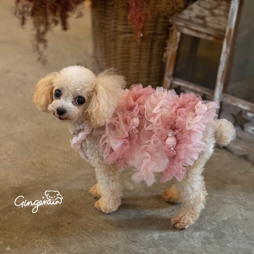 GINGERAIN 樱花泡芙马尔济斯约克夏泰迪衣服软纱仙女裙吊带连衣裙