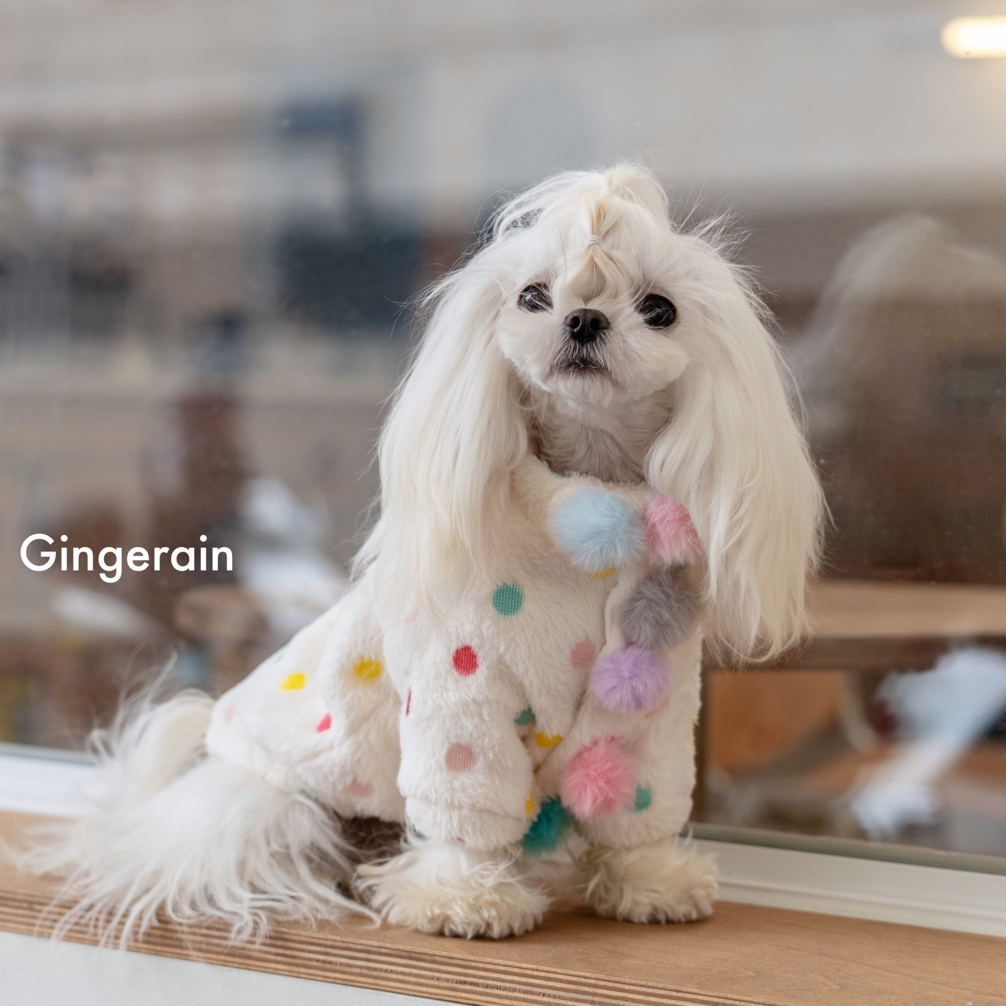 GINGERAIN 毛球球大衣马尔济斯约克夏小型犬衣服外套加绒外出大衣