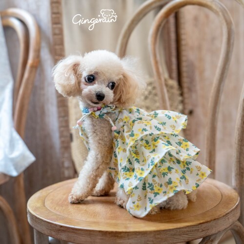 GINGERAIN 栀子花开马尔济斯约克夏泰迪衣服拼接抗皱连衣裙吊带裙