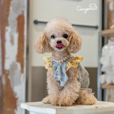 GINGERAIN 花蝴蝶衬衫约克夏马尔济斯衣服飞飞袖上衣娃娃衫背心裙