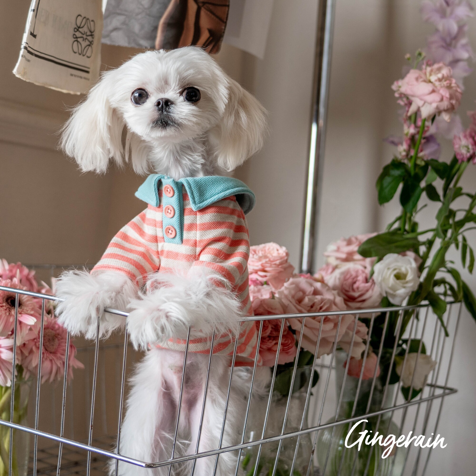 GINGERAIN 小型犬马尔加斯POLO衫纯棉条纹衫系扣撞色奶油系卫衣