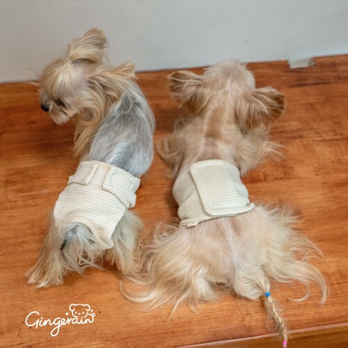 GINGERAIN 有机棉生理裤约克夏衣服马尔济斯小型犬姨妈巾月经尿裤
