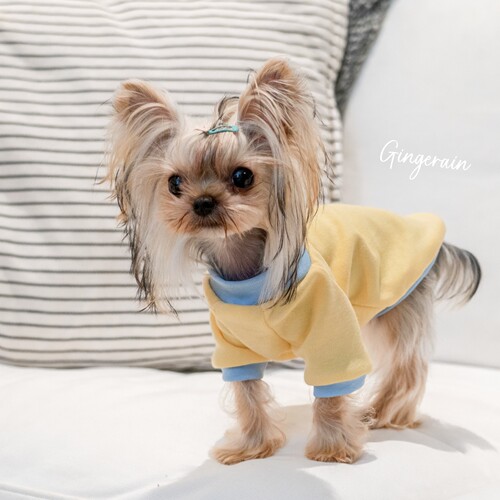 GINGERAIN 面料超级好!小型犬约克夏马尔济斯保暖撞色棉T恤