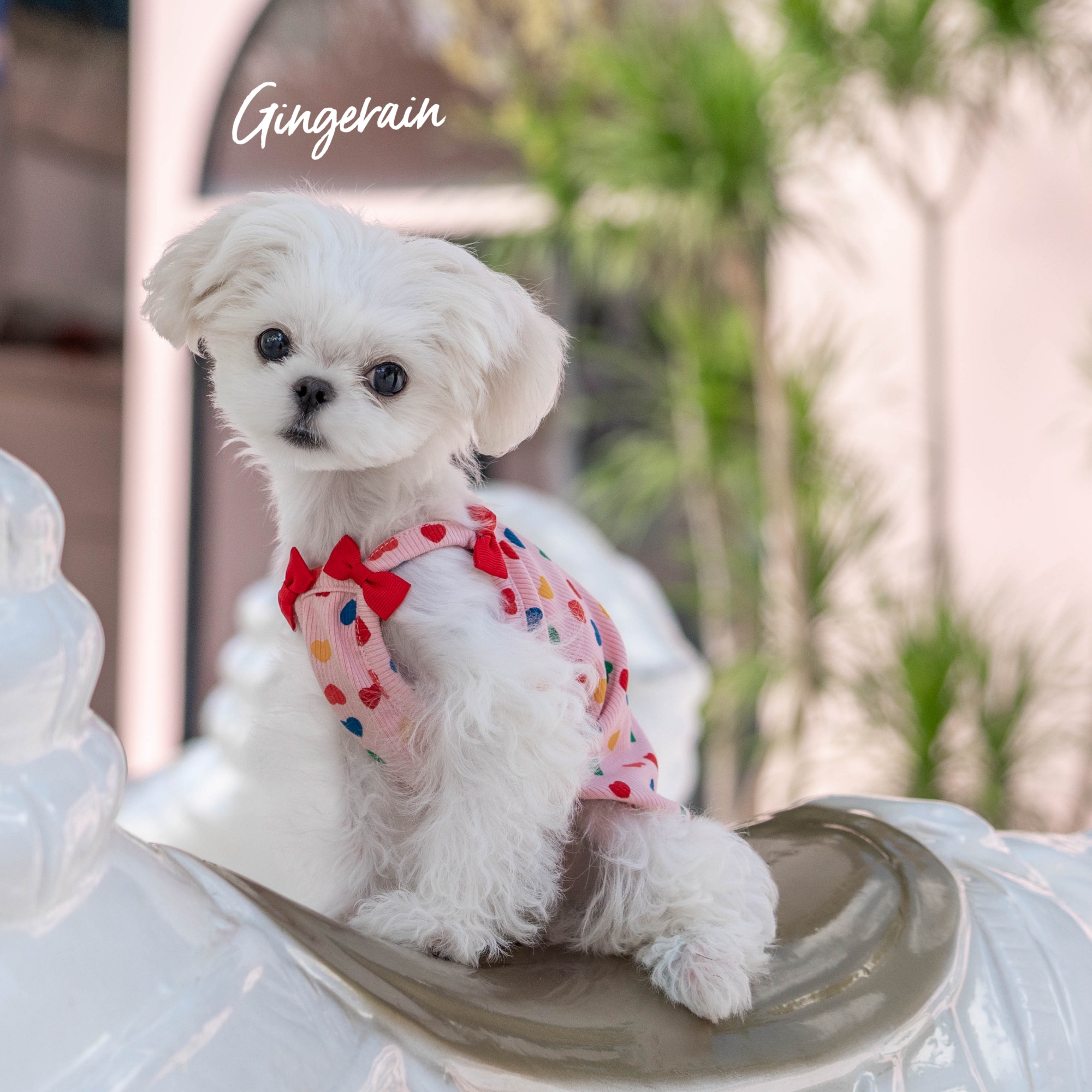 波点纯棉GINGERAIN小型犬吊带衫