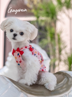 GINGERAIN 宠物狗狗泰迪马尔济斯背心纯棉舒适弹力护肚蝴蝶结吊带