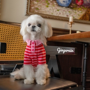 GINGERAIN 马尔加斯比熊小型犬POLO衫纯棉条纹衫系扣撞色卫衣