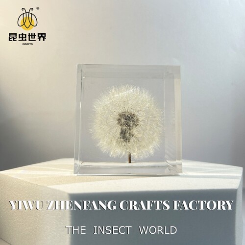 蒲公英标本立方体雏菊植物真花树脂摆件水晶滴胶成品永生花镇纸