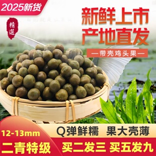 2025安徽天长龙岗特产鸡头果二青特级新鲜带壳野生鸡头米芡实450g