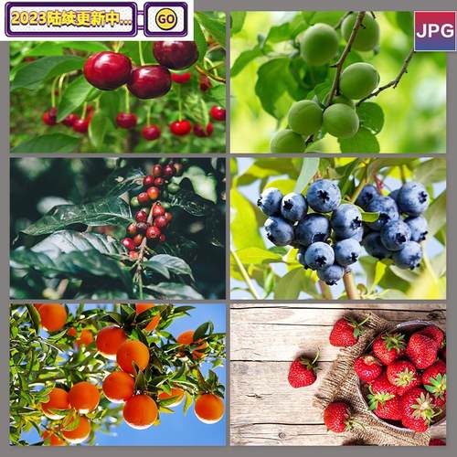 高清水果果树果园苹果樱桃橙子草莓蓝莓装饰画背景图片素材181个