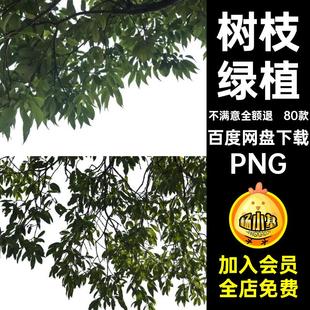 80款真实树枝绿植免树木抠植物场景素材装饰大合成参考树冠PNG