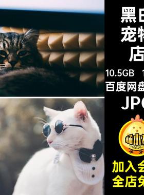 1730张猫咪宣传橘萌黑白高清素材JPG幼图片宠物店加菲耳短英布偶