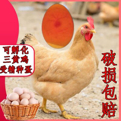 【50枚】纯种三黄鸡种蛋可孵化小鸡高受精率新鲜现捡蛋30枚宠物鸡