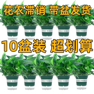 绿萝室内盆栽植物客厅大叶长藤绿箩净化空气绿植水培吸除甲醛花卉