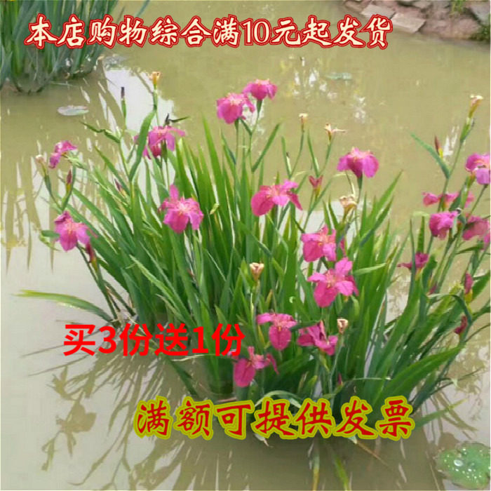 绿化水生植物黄菖蒲水葱水竹再力花芦苇香蒲菖蒲苗沼泽过滤湿地