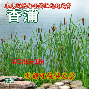蒲棒 水生花卉 香蒲苗 香蒲 净化水质 蒲黄棒 蒲黄 花叶香蒲