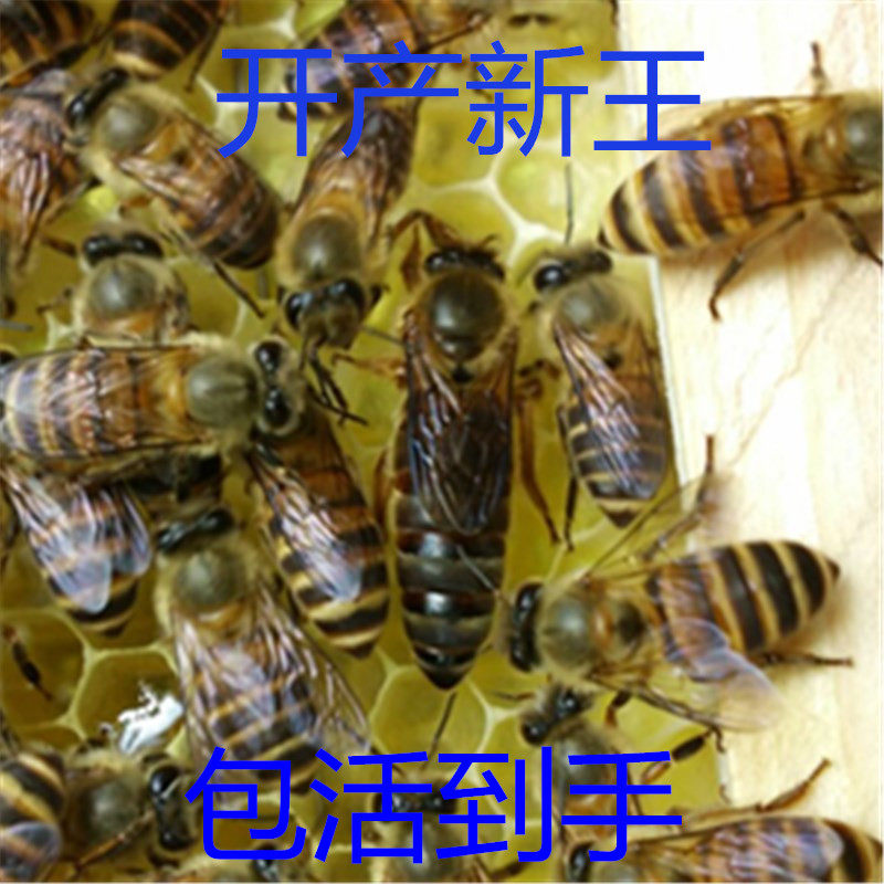 Aba queen bee Hunan Bee queen bee honeybee high quality queen bee High yield Double colorin the Pet/Pet food and supplies , Other pets , Other pets  category - from Buy2taobao.com to provide professional Taobao agent buy service