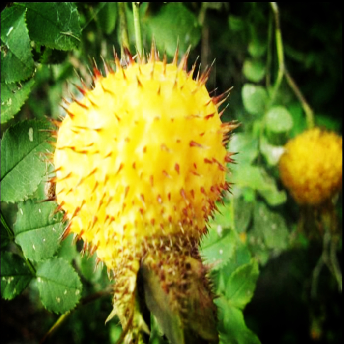 刺梨 贵州刺梨刺梨泡酒刺梨泡水刺梨干果野生刺梨拍三件2件刺梨果