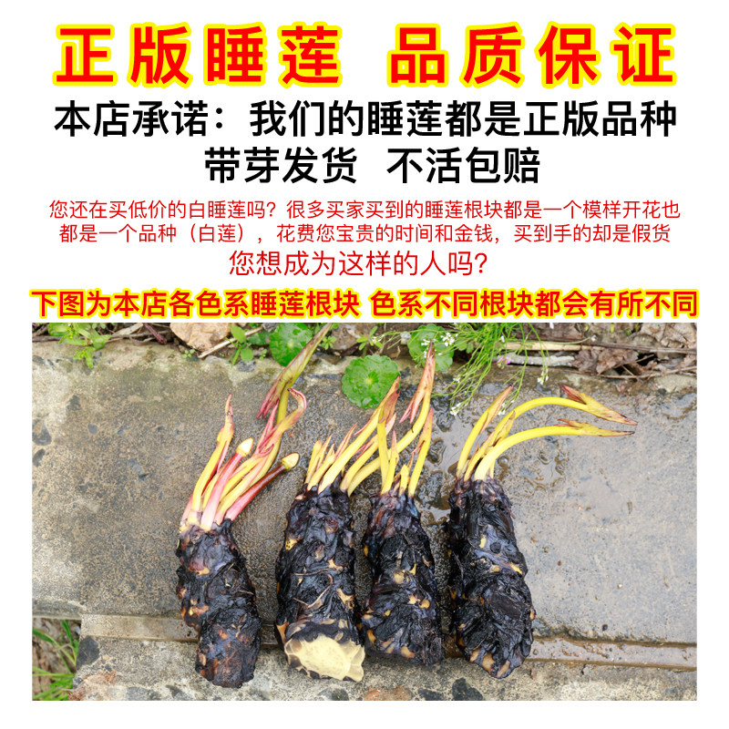 大睡莲根块池塘睡莲花水培植物四季莲花盆栽水养花卉荷花睡莲根茎