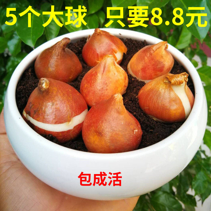 8.8元5个荷兰进口郁金香种球庭院室内阳台花卉郁金香种子盆栽植物