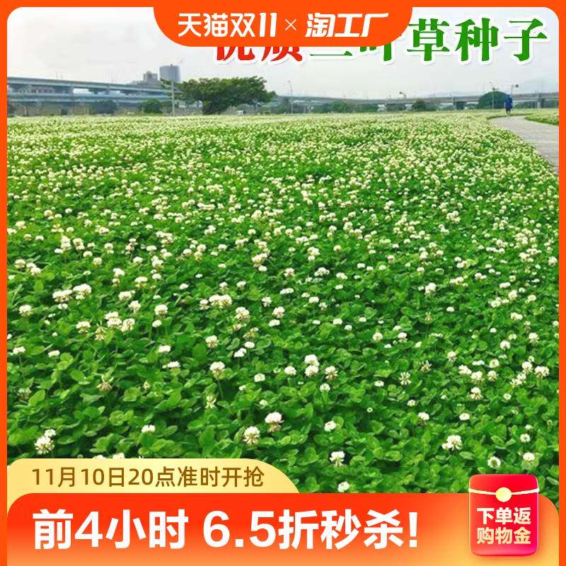 进口三叶草种子红白种籽幸运草四季常青园林别墅绿化草坪草籽种植