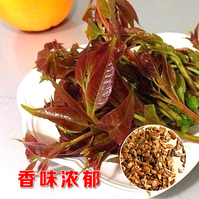 香椿种子红油四季芽苗菜蔬菜种籽阳台庭院盆栽种子香春树红香椿种