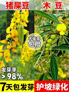 猪屎豆种子木豆灌木护坡草籽边坡固土复绿植物椭三圆叶绿化种子孑