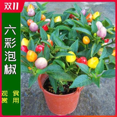 食用四季阳台盆栽蔬菜苗五彩椒