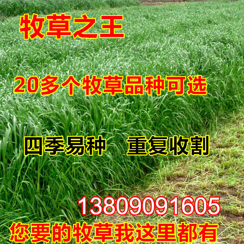 进口耐寒多年生黑麦草种子四季长青牧草种子猪牛羊鸡鸭鹅鱼草种籽