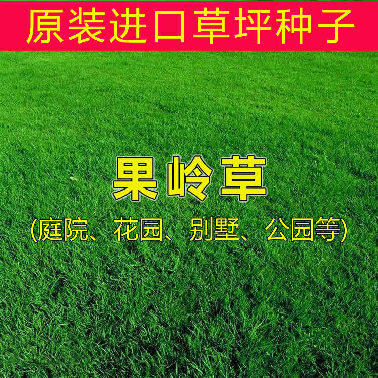 果岭草种子 进口草坪种子 庭院别墅绿化草籽草种子耐践踏四季常青