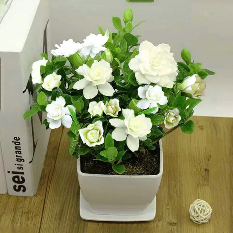 9.9元2包栀子花种四季易种活开花植物盆栽苗室内室外花卉花种子籽