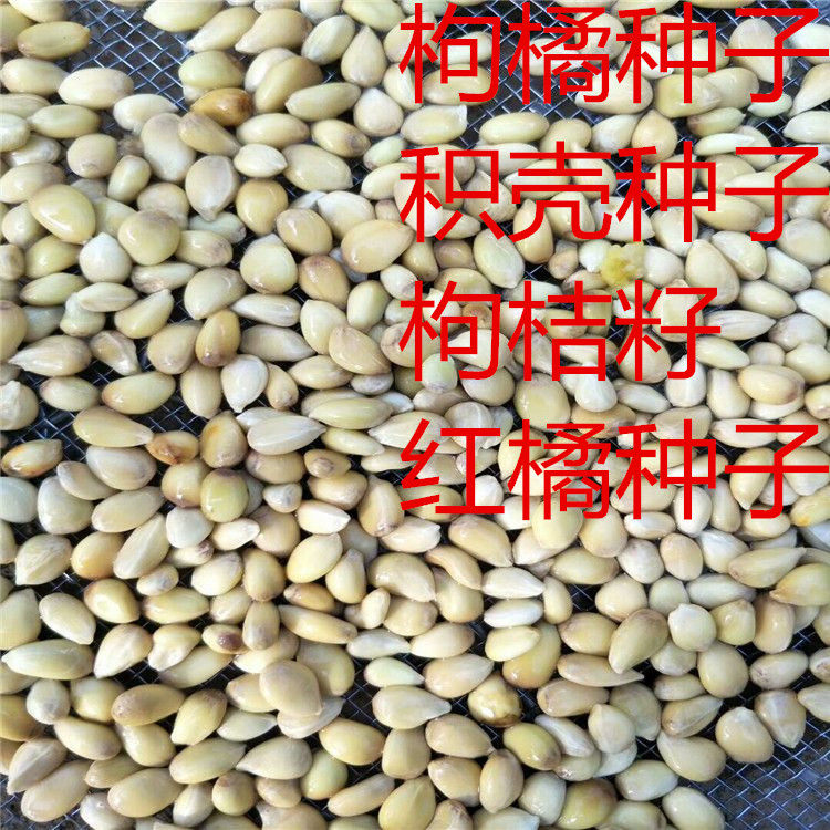 橙子类果树砧木种子围墙篱笆枸橘种子积壳种子枸桔籽红橘种子