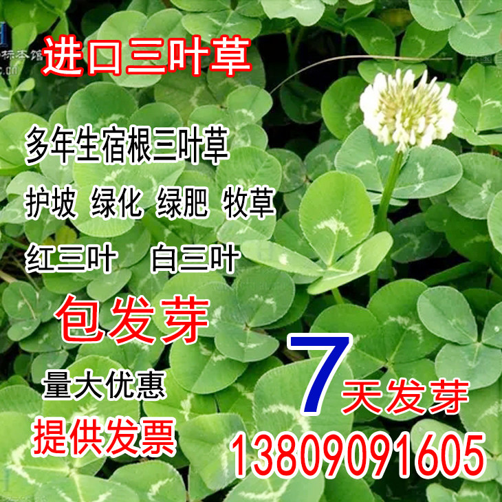 白三叶草种子红三叶草种子进口草籽四季青草坪种子牧草种子花种子