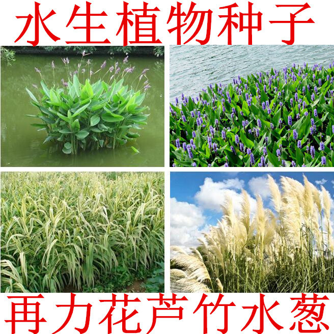水生植物 再力花种子 睡莲籽花叶芦竹黄蒲芦苇水葱梭鱼草鸢尾种子