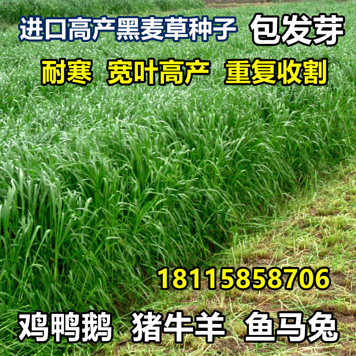 进口耐寒多年生黑麦草种子四季常青畜牧草猪牛羊鸡鸭鹅鱼草籽种籽