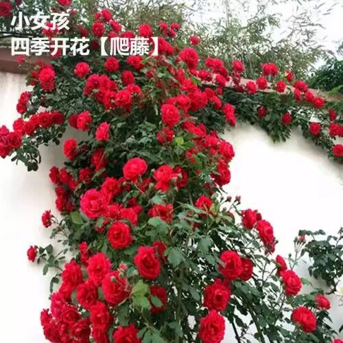 月月红月季花种粒开花四季香的月季花种子籽浓香型花籽种孑种籽子