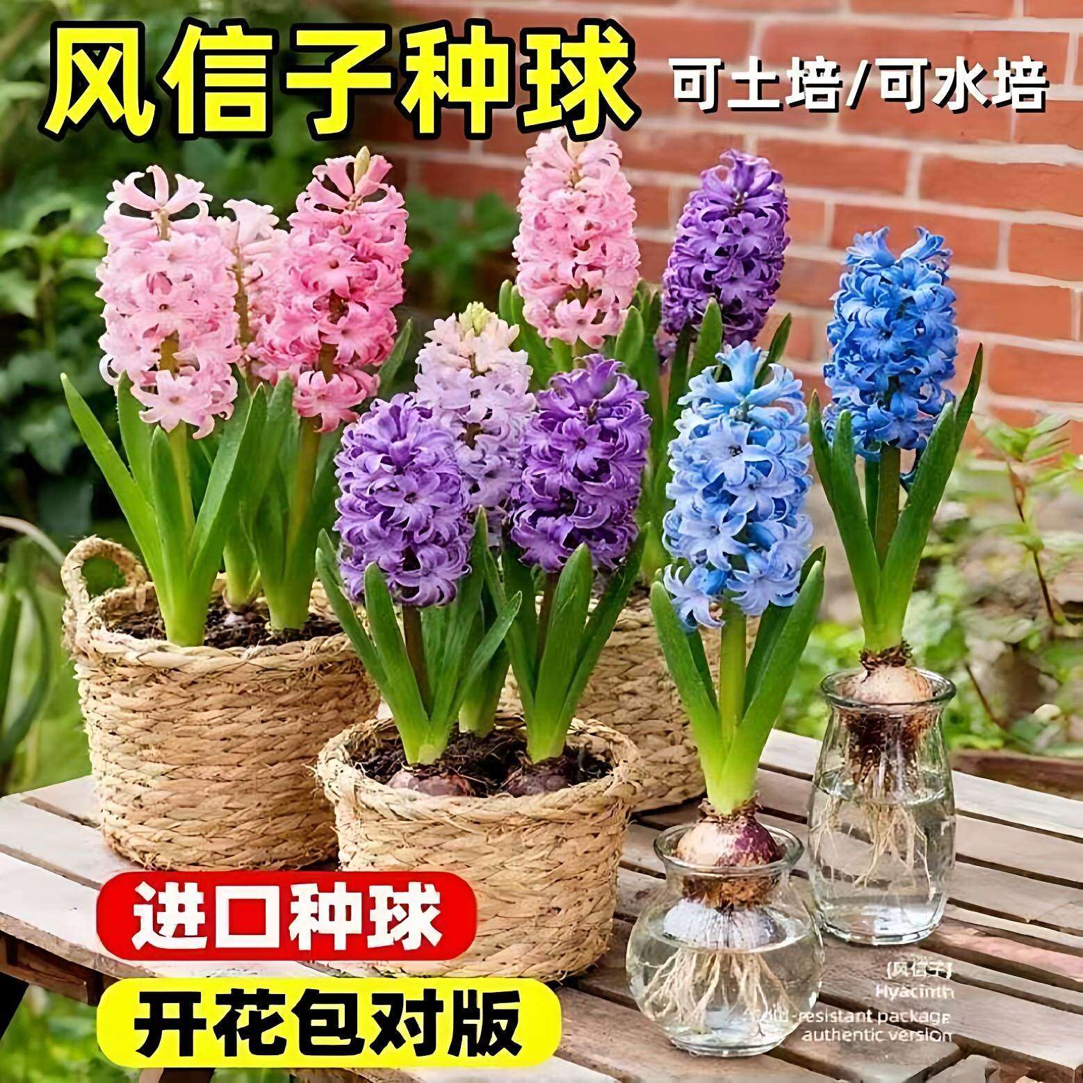 风信子种球水培植物室内好养花卉盆栽易活四季花苗土培风信子水养