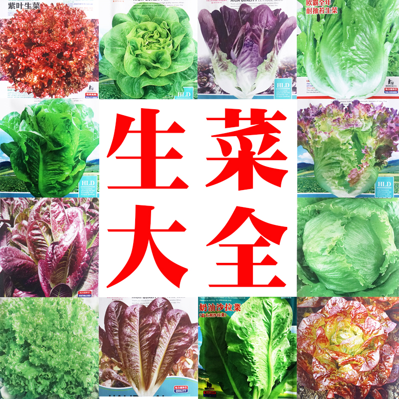 蔬菜种子四季生菜籽全年播种意大利生菜奶油沙拉紫红色生菜结球春
