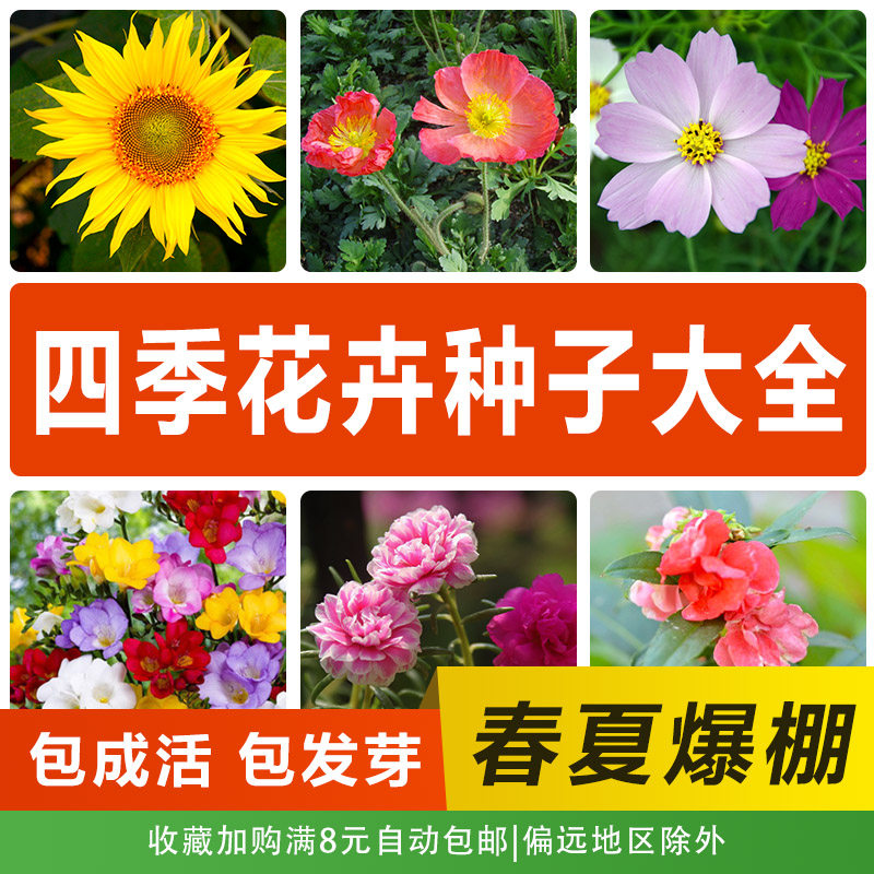 室内外四季开花种易活各种花种子爆盆花籽盆栽花卉春夏秋冬花种