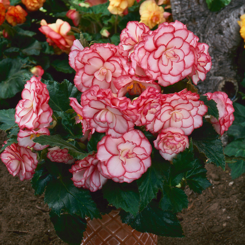 进口球根海棠种子 四季春秋播办公室内阳台盆栽易种花卉种子 花籽