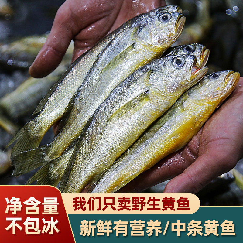 【2斤装共13-16条】深海小黄鱼舟山海鲜鲜活水产 新鲜冷冻黄花鱼