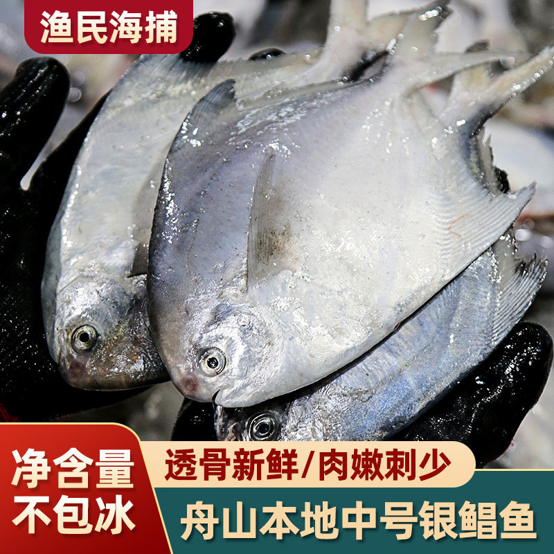 舟山东海新鲜海捕银鲳鱼 大昌鱼平鱼 鲳鳊鱼白鲳鱼 非冷冻金鲳鱼