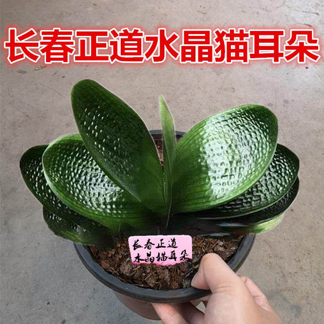 长春精品君子兰 水晶猫耳朵短宽叶油匠 粗筋麻脸圆头和尚盆栽小苗