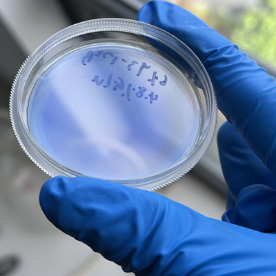 纳米纤维素 光子晶体 结构色 纤维素纳米晶须 CNC 甘蔗浆