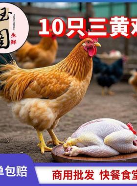 正宗童子鸡土公鸡三黄鸡白切鸡散养小鸡仔走地鸡鸡肉新鲜整只清膛