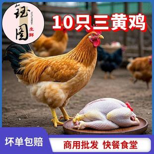 正宗童子鸡土公鸡三黄鸡白切鸡散养小鸡仔走地鸡鸡肉新鲜整只清膛