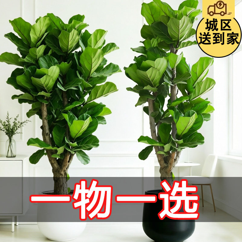 琴叶榕高级感客厅植物摆件室内大盆绿植大型盆栽老桩盆景开业乔迁