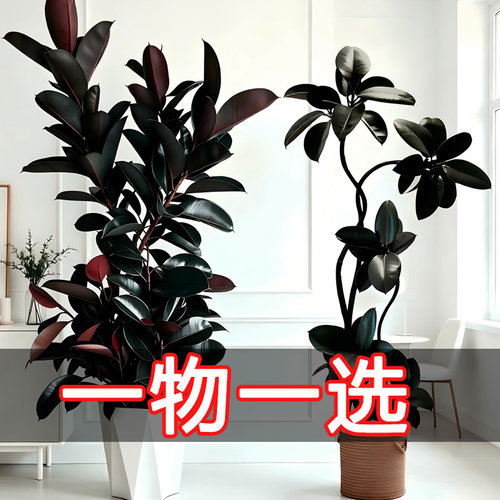 老桩黑金刚橡皮树客厅落地盆栽